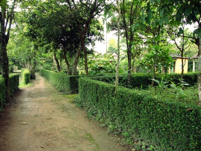 phuoc tich traditional village greenery